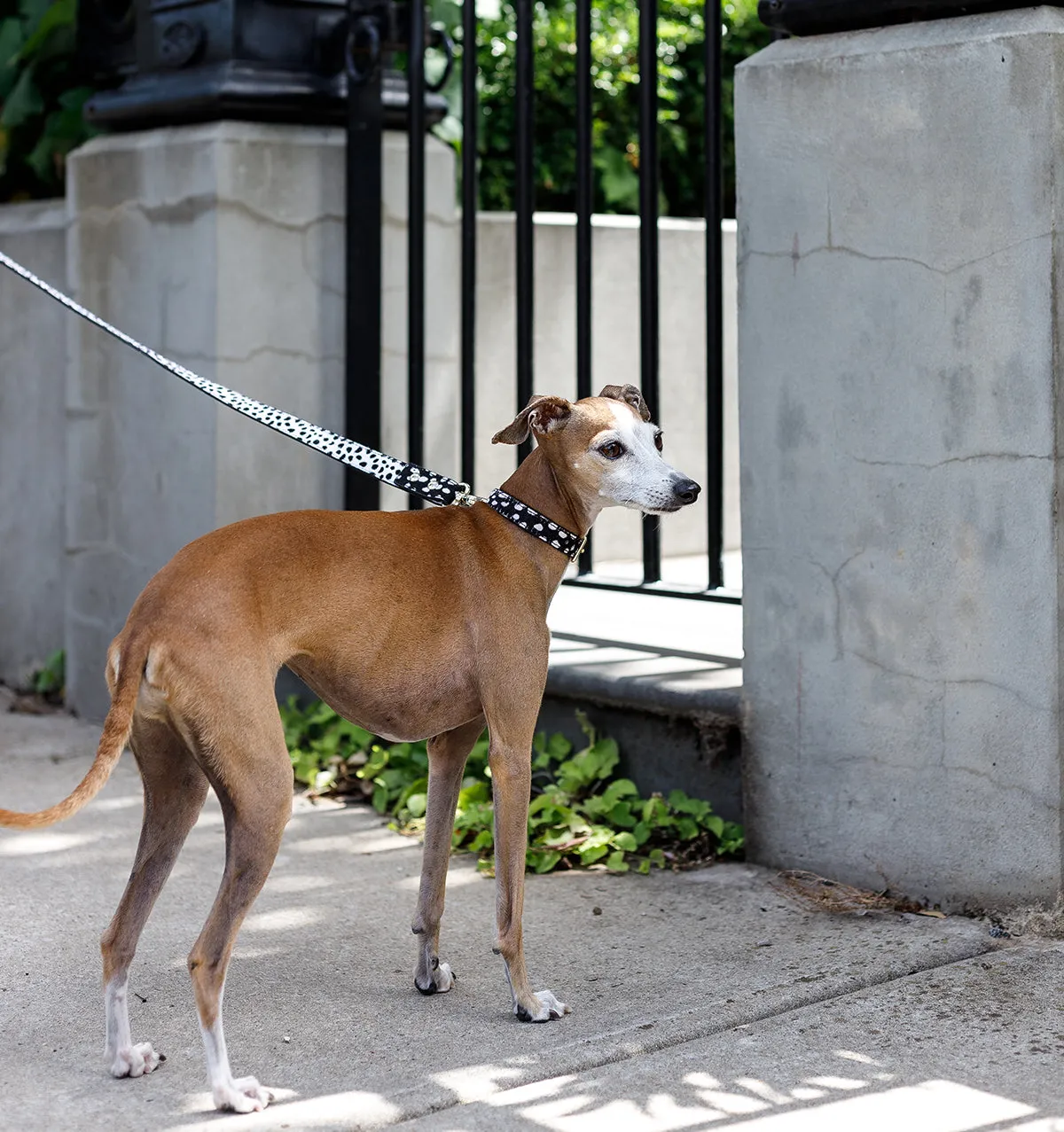 Polka Dot Leather Standard Dog Lead