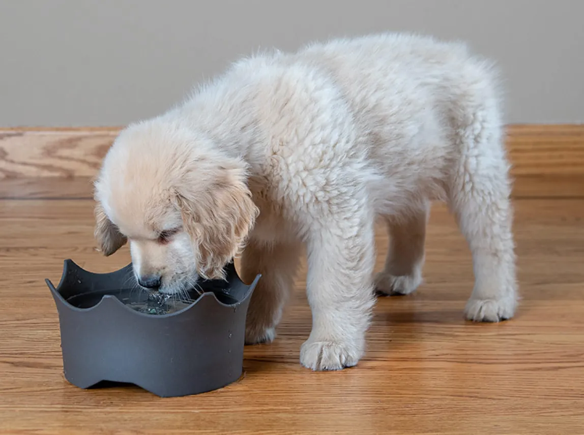 VitaJuwel CrownJuwel Pet Bowl Blue